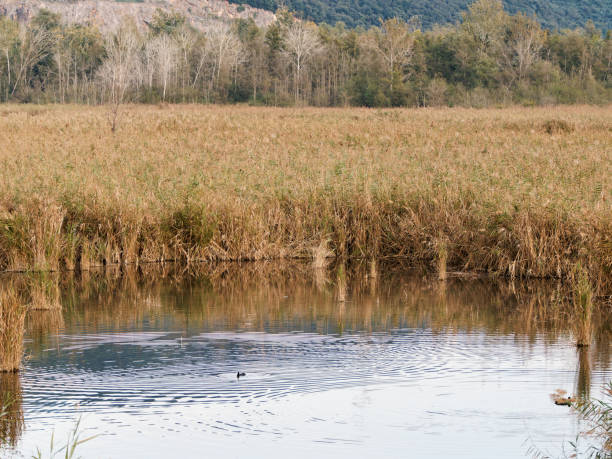Canneto e acque basse dell'Area Naturale Protetta del Lago di Porta